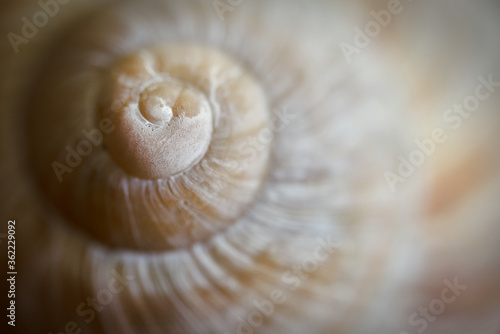 Close-up of an empty snail shell