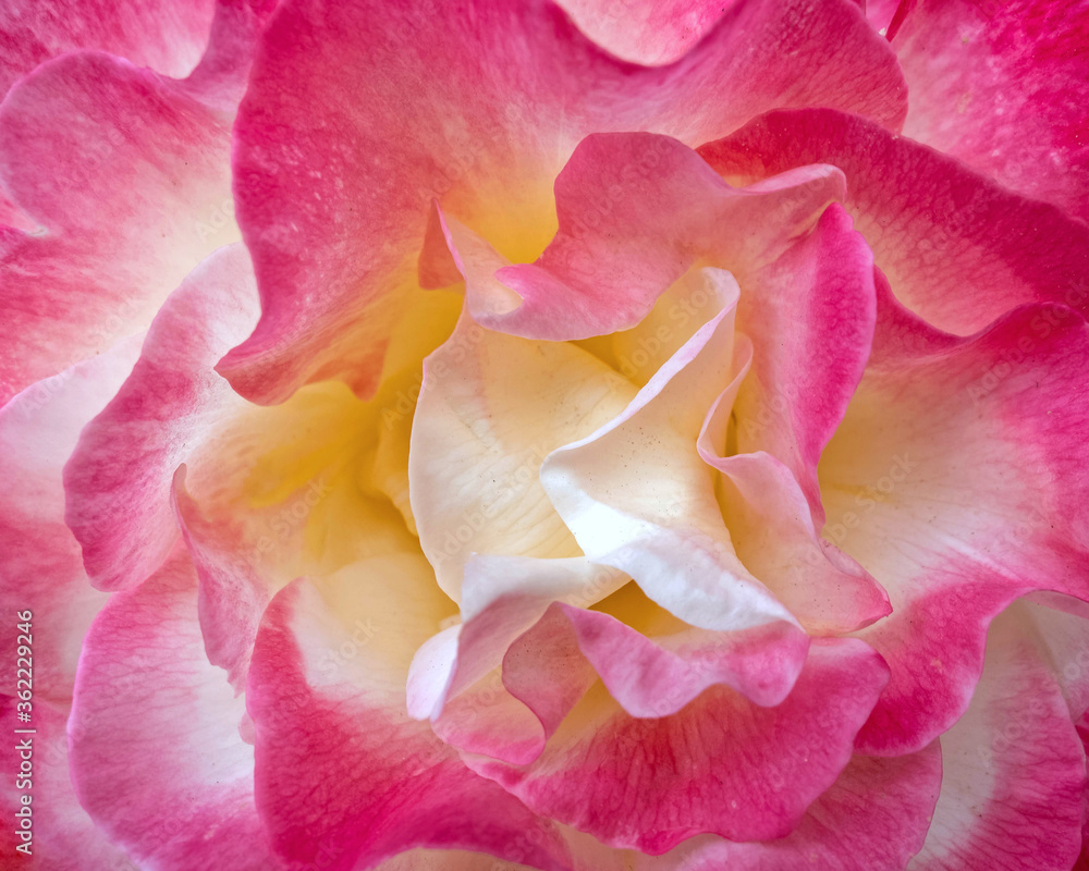 colorful pink and white rose flower top view close up, natural pattern background colorful pink and white rose flower top view close up, natural pattern background