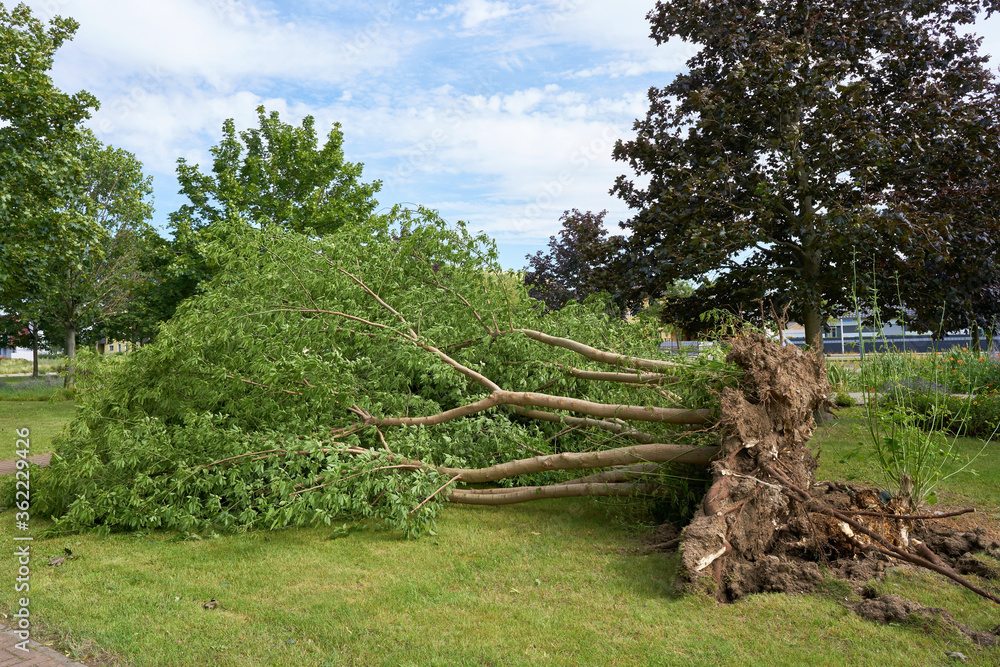 Fototapeta premium Umgestürzter Baum nach einem heftigen Sturm in der Innenstadt von Magdeburg