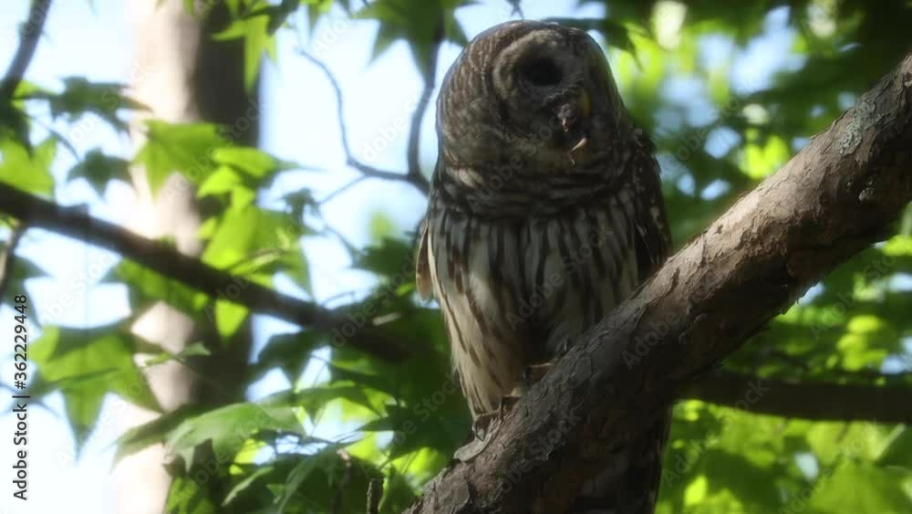 Owl Perched On Branch With Hunted Prey In Beak Owl Perched On Branch With Hunted Prey In Beak