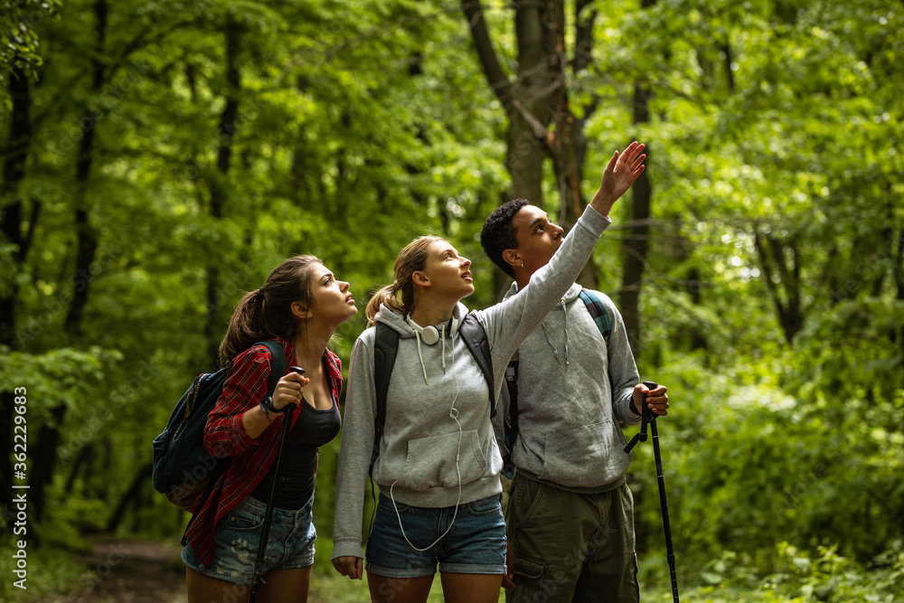 Group of young people hiking trough forest.Outdoors nature concept.
Group of young people hiking trough forest.Outdoors nature concept.
