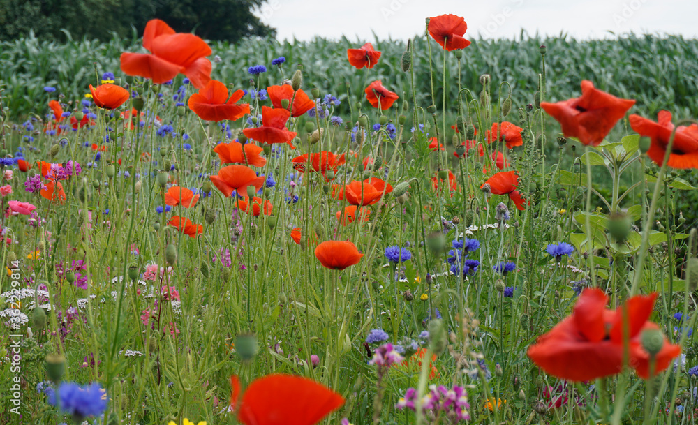 Fototapeta premium Mohnblumen, Kornblumen und andere Wiesenblumen ziehen Bienen an.