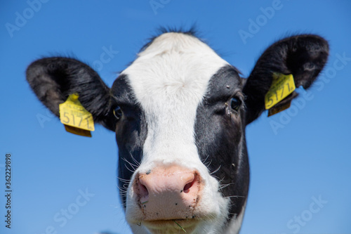 cow on a blue sky background