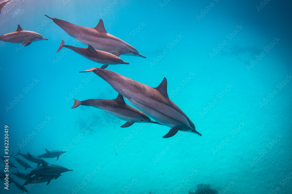 Fototapeta premium A family of dolphins