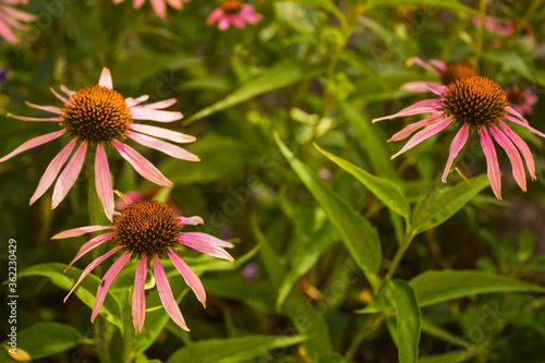 few Pink Echinacea flowers in the green garden