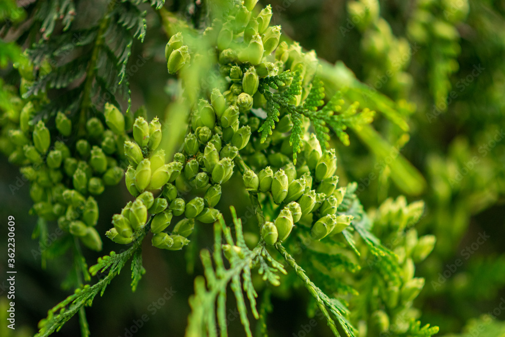 abstract close up of a green plant background abstract close up of a green plant background