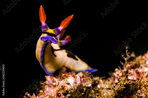 Nudibranch © Francesca