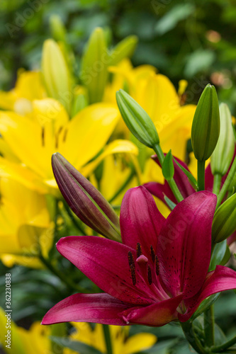 Beautiful red and yellow Lily Flowers in garden