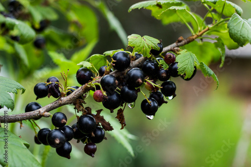 Black berries currant with green leaves on the branch