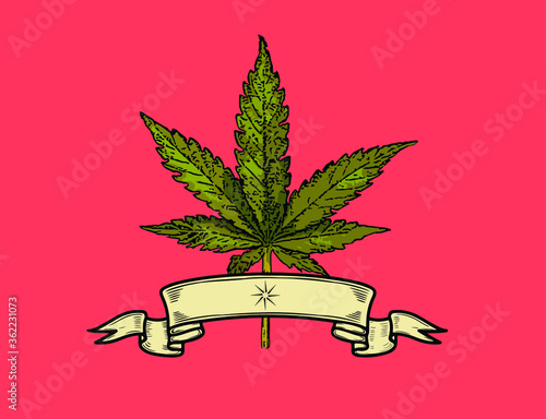Marijuana vector cannabis leaf weed with vintage ribbon and red background. Medical cannabis logo