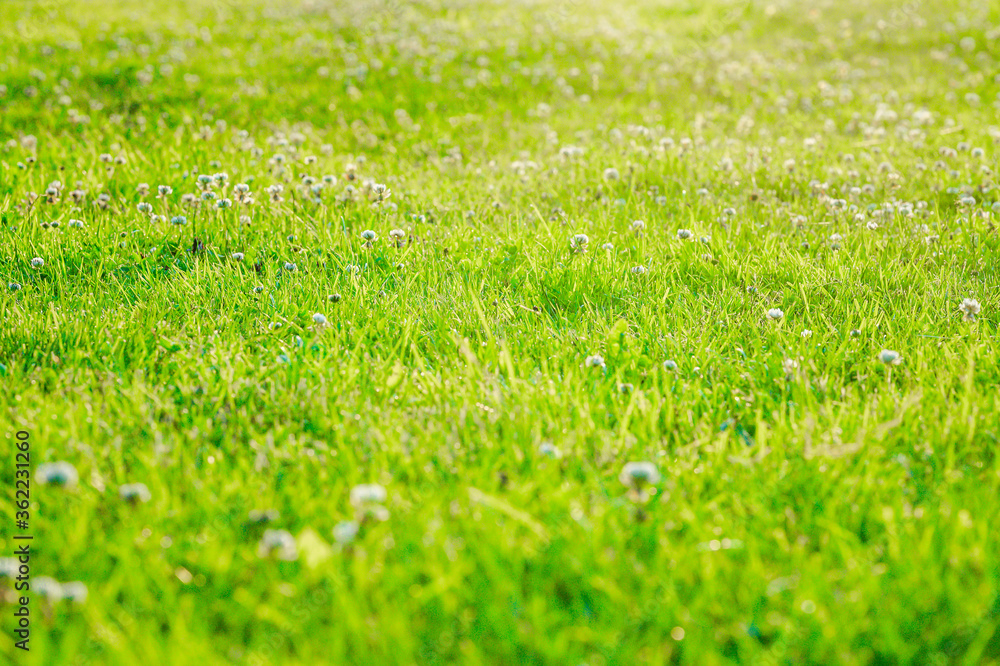 Naklejka premium green grass background