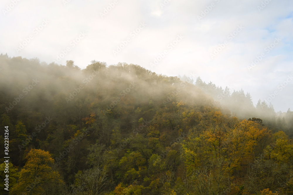 fog in the forest