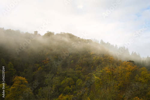 fog in the forest © Jurgita