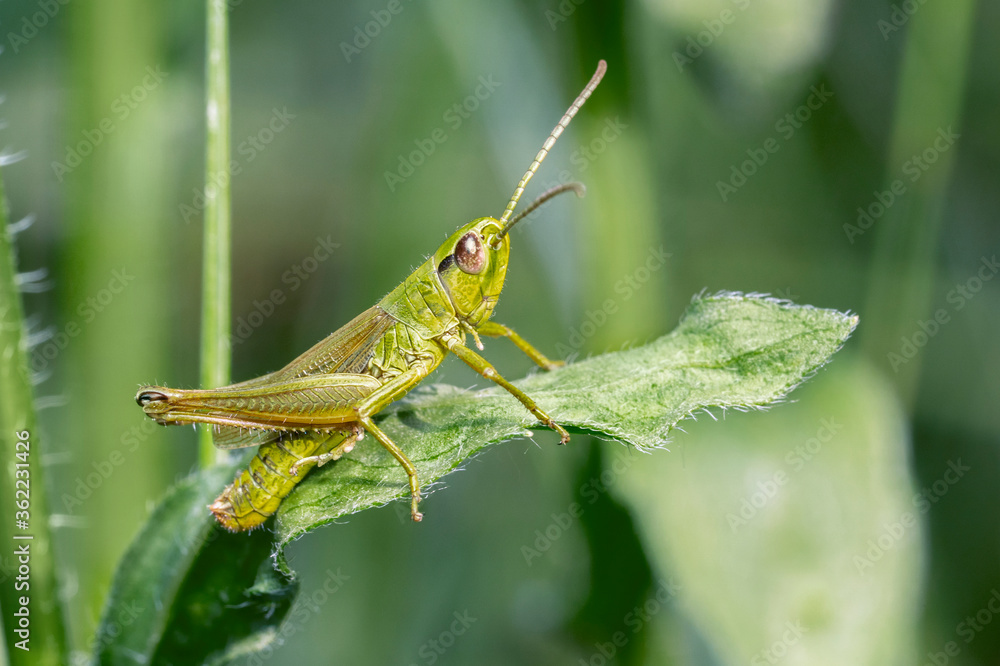 Chrysochraon dispar, large gold grasshopper, male. Place for text. Chrysochraon dispar, large gold grasshopper, male. Place for text.