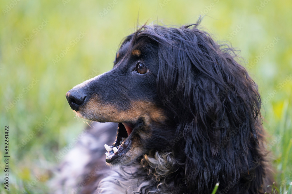 Surprised dog with open mouth  close-up.  Place for text.