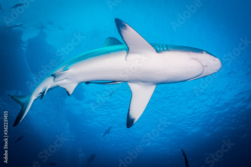 Shark in Australia © Francesca