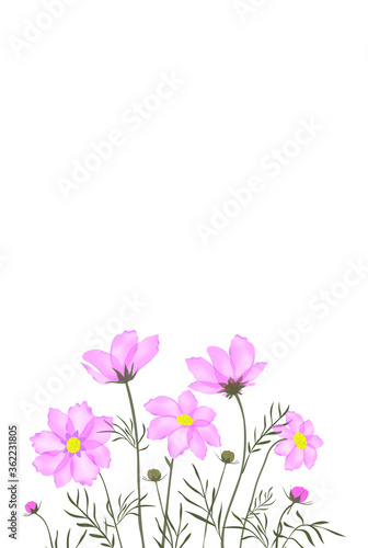Garden landscapes, summer and spring flower bed.Vector illustration spring and summer garden flowers isolated on white.