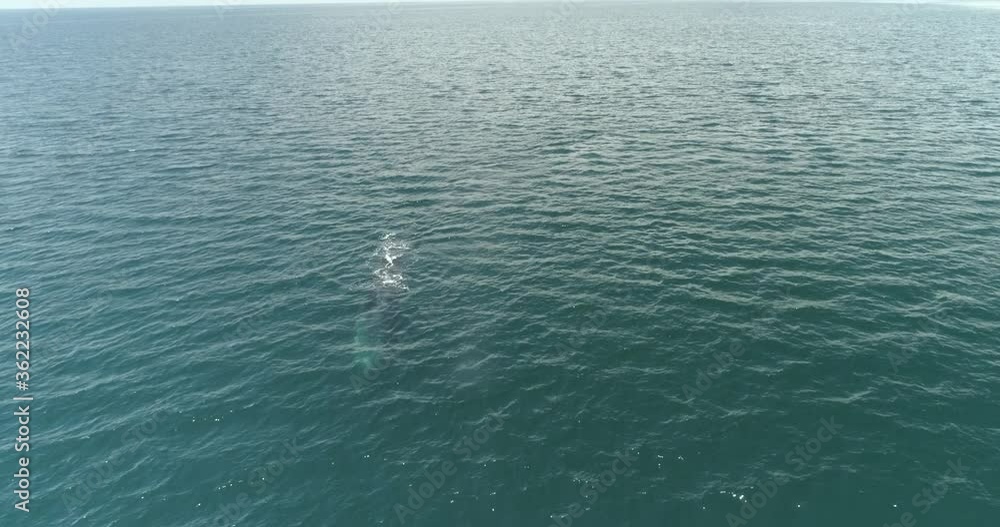 Finback whales feeding in the coast of mexico during covid 19 lockdown. Finback whales feeding in the coast of mexico during covid 19 lockdown.