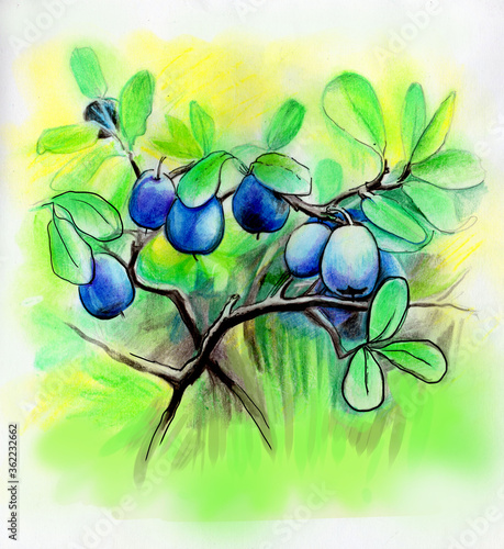 illustration blueberry berries branches pattern