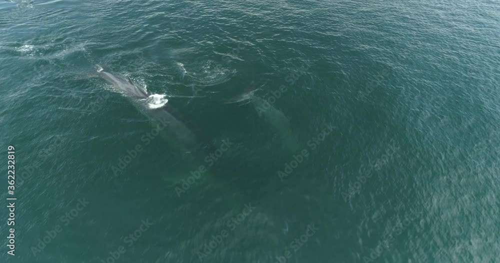 Finback whales feeding in the coast of mexico during covid 19 lockdown. Finback whales feeding in the coast of mexico during covid 19 lockdown.