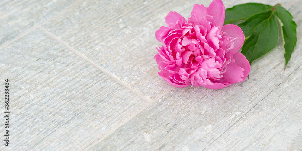Beautiful pink peony flowers on white grey stone background with copy space for your text top view and flat lay style. Greeting card and romantic concept. Banner.