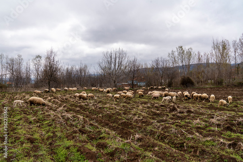 Sheep herd grazing in green meadowrural, lamb, victim, turkey, springtime, sideways glance, rural scene, rock - object, photography, pasture, outdoors, no people, nature, moving activity, milk, meat, 
