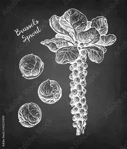 Chalk sketch of brussel sprout