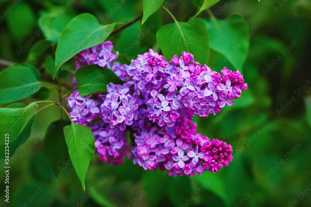 Branch of blossoming lilac flowers and green leaves. Shallow depth of field. Selective focus. Branch of blossoming lilac flowers and green leaves. Shallow depth of field. Selective focus.