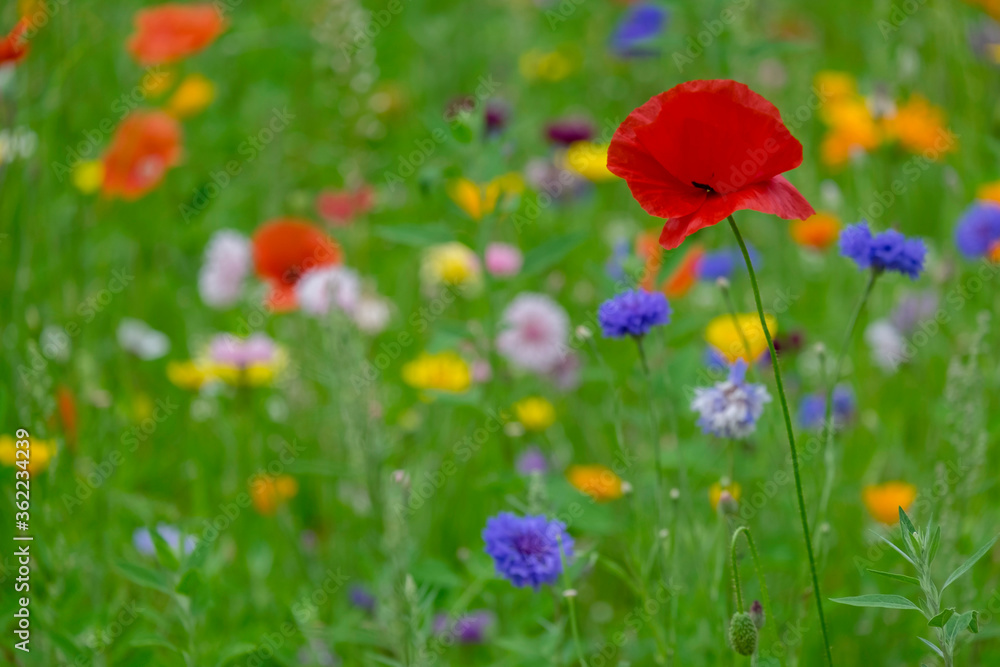 Obraz premium Bunte Blumenwiese