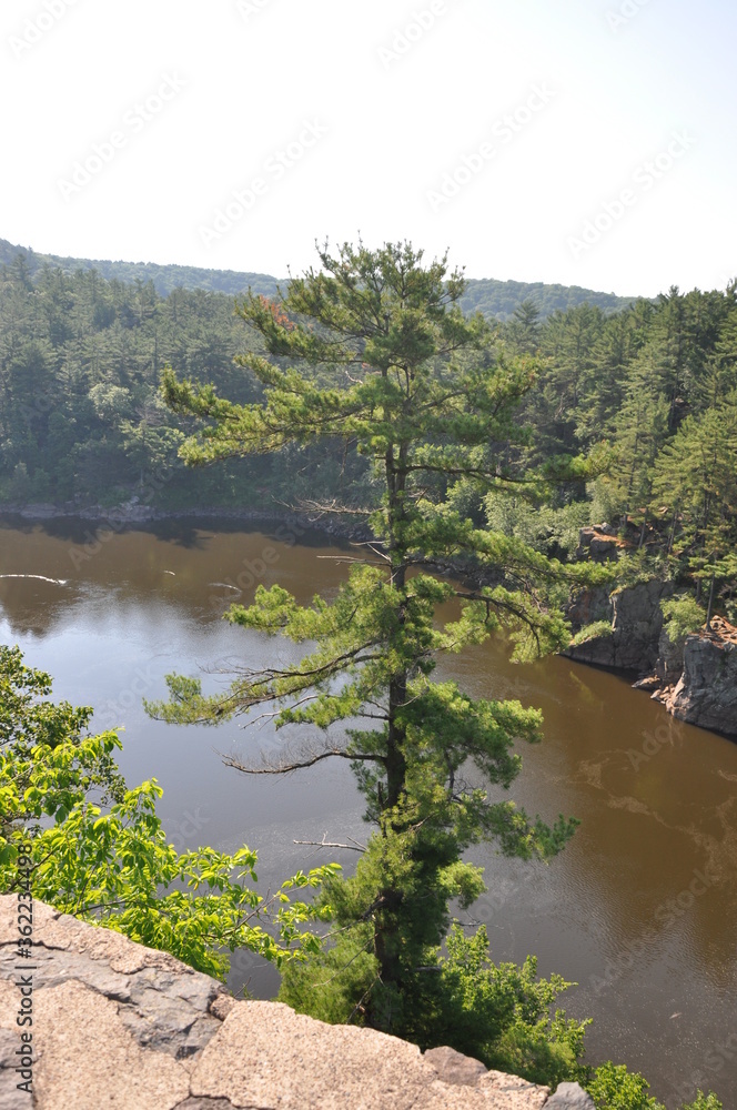 lake and forest