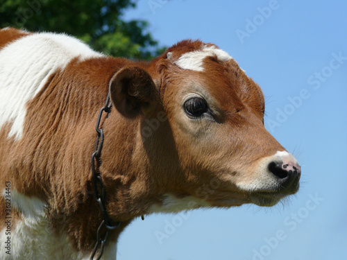 Domestic spotted bull-calf chained outdoors. Closeup 