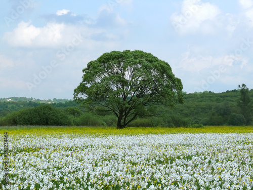 The Valley of Narcissi is unique area where wild narcissi (wild daffodils) are relict from Ice Age. Situated near Khust in Ukraine