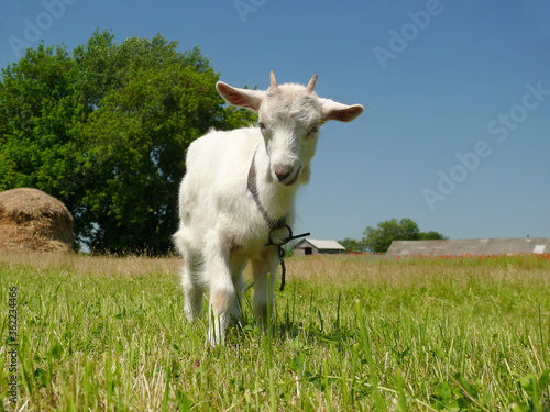 Fototapeta Naklejka Na Ścianę i Meble -  Funny and playful white domestic goat on front of rural area. Farm buildings, stack of hay and large tree behind
