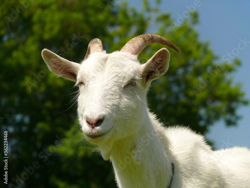 Young domestic white goat against tree on background. Closeup 
