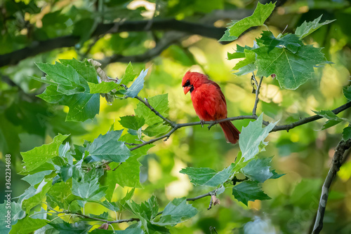 The Beautiful red bird (Northern Cardinal) © llhundupl
