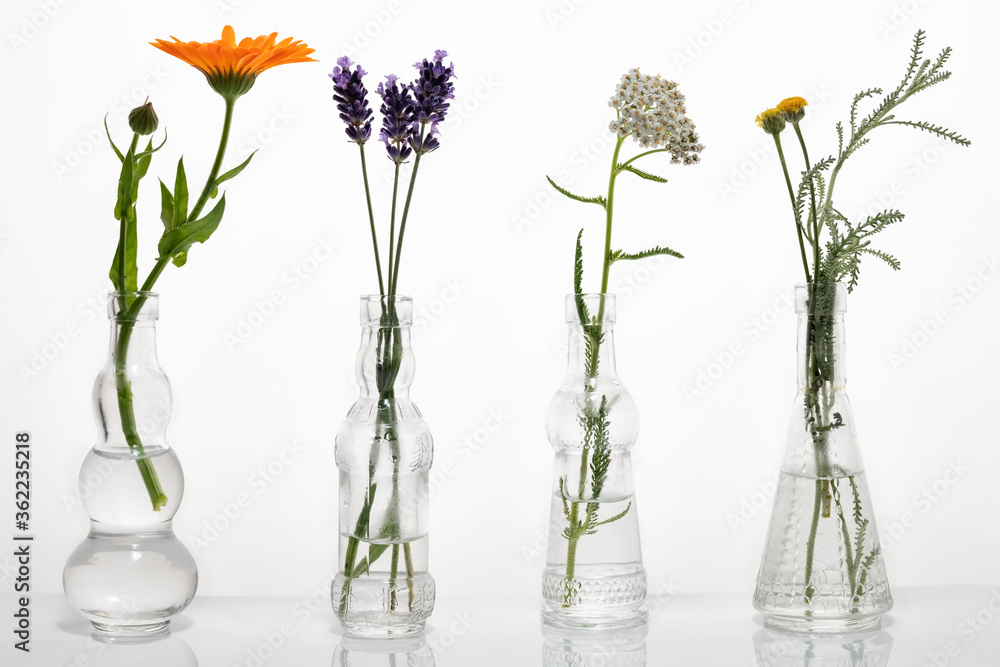 Santolina, calendula, lavender and yarrow in glass bottles Santolina, calendula, lavender and yarrow in glass bottles