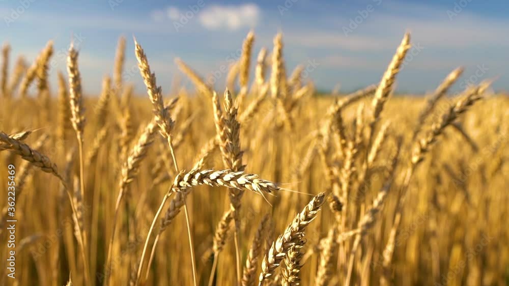 Close up of wheat ears on light wind at sunny day. Golden wheat field over blue sky at summer day. Slow motion. Close up of wheat ears on light wind at sunny day. Golden wheat field over blue sky at summer day. Slow motion.