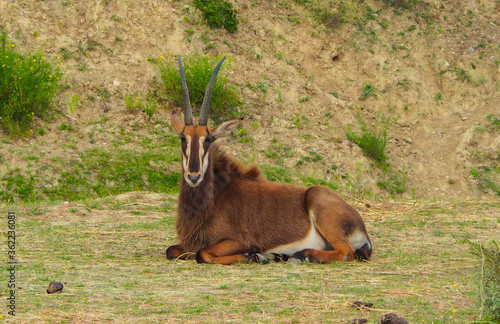 Female sable antelope in natural habitat, South Africa