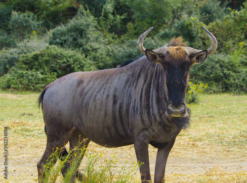 The blue wildebeest looking to the camera in the sabana