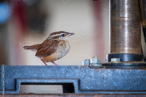 Fototapete A Carolina Wren fledgling is perched on a drillpress in a workshop