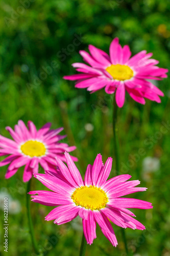 Pyrethrum pink  or Persian robinson camomile