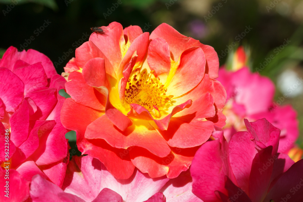 large bush of garden terry rose flowers