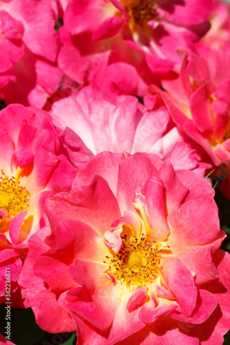 vertical background of large pink garden roses