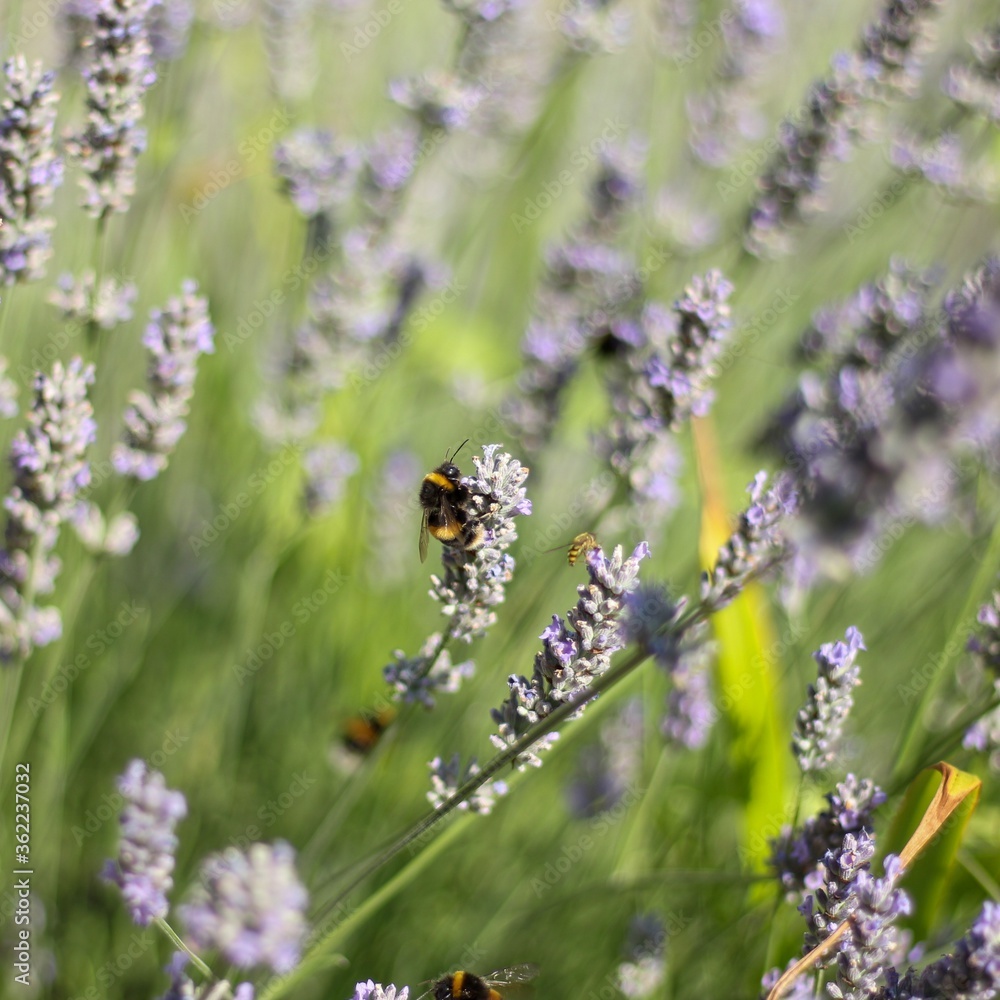 Fototapeta premium bumblebee on lavender