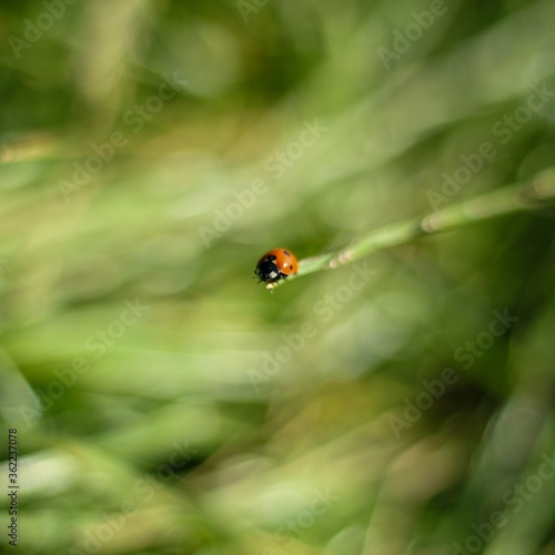 ladybird on a green leaf © Emilia