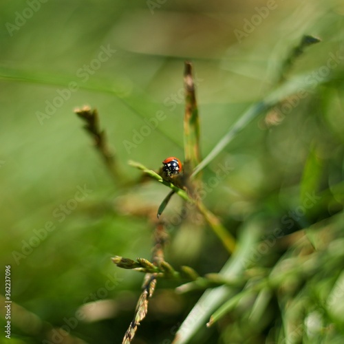 ladybird on a leaf © Emilia