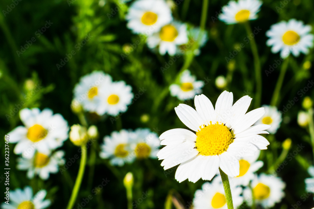 White daisies flowers on the lawn in the park summer day White daisies flowers on the lawn in the park summer day