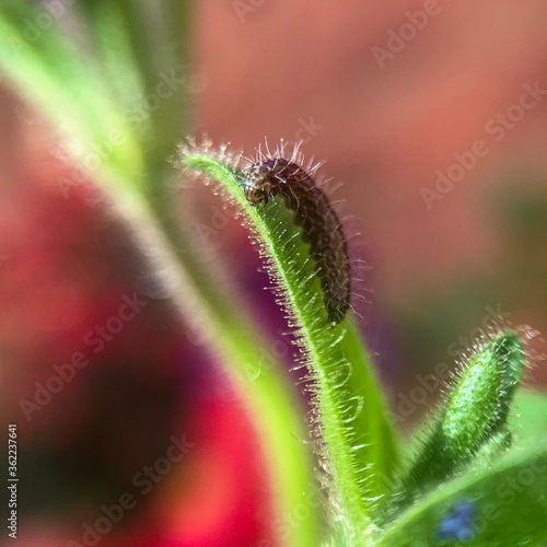 close up of a caterpillar on a leaf