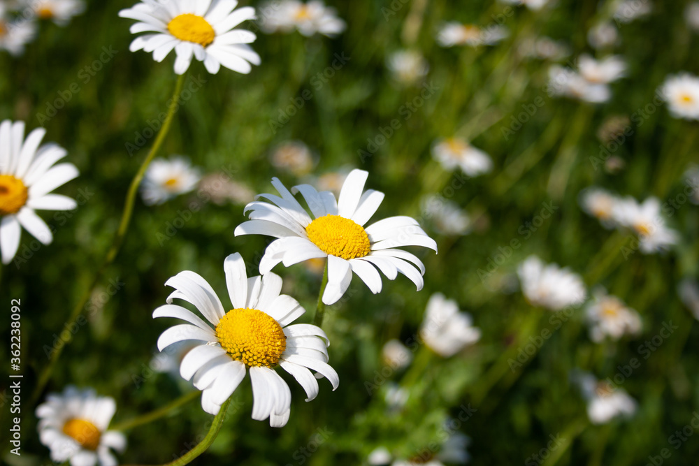 Fototapeta premium daisies in a field