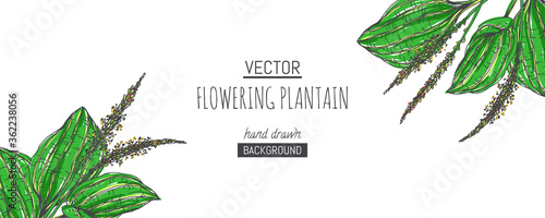 Vector floral background with medicine herb isolated on white. Botanical hand drawn texture with flowering Plantago. Sketch of plantain.